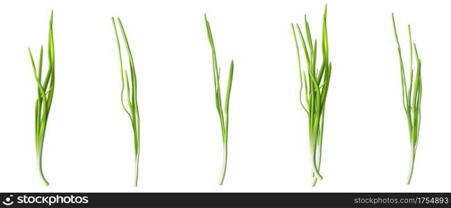 Green chive or onion leaves, fresh verdure of garlic or scallion isolated on white background. Vector realistic set of 3d illustration of green vegetables, bunch of herbs for healthy nutrition. Green chive or onion leaves, fresh verdure