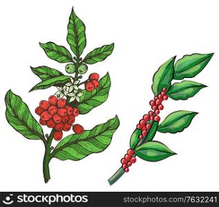 Green coffee beans, stick of java plant, branch with leaves. Agricultural element, sketch of crop, drawing red grains, tropical symbol, ingredient vector. Raw Coffee Beans, Java Branch with Leaves Vector