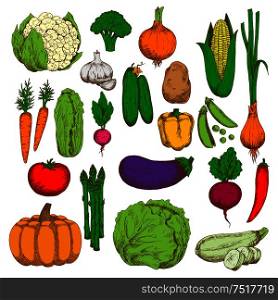 Green crunchy cabbages, cucumbers, cauliflower and asparagus, sweet corn, pumpkin, carrots and beet, ripe tomato, potato, eggplant and zucchini, juicy peas, peppers, onions and garlic, broccoli and radish vegetables sketches. Healthy and juicy fresh vegetables sketch symbol