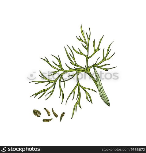 Green cumin branch and caraway seeds isolated culinary herb. Vector food seasoning, organic plant. Caraway seeds and green cumin plant, culinary herb