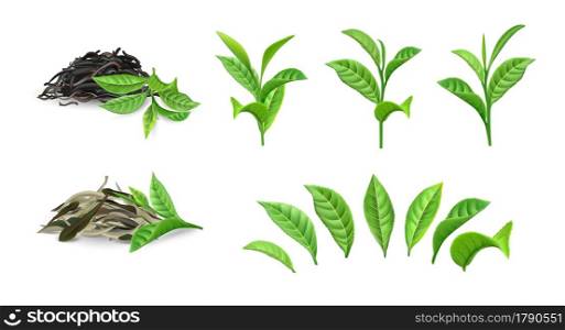 Green dry tea. Realistic bush foliage on branch and separate leaves. Black morning drink closeup mockup. Isolated dried plant heaps for brewing Chinese traditional beverages. Vector natural products. Green dry tea. Realistic bush foliage on branch and separate leaves. Morning drink closeup mockup. Dried plant heaps for brewing Chinese traditional beverages. Vector natural products