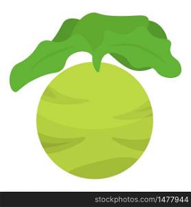 Green eco cabbage icon. Isometric of green eco cabbage vector icon for web design isolated on white background. Green eco cabbage icon, isometric style
