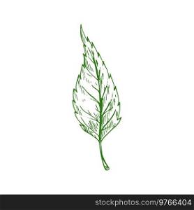 Green elm or ash tree leaf isolated sketch. Vector botanical hand drawn plant, elm leafage. Ash tree leaf isolated sketch. Vector elm leafage