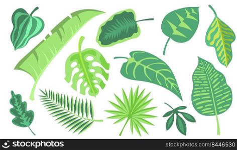Green exotic foliage flat illustration set. Cartoon monstera and palm jungle leaves on white background isolated vector illustration collection. Tropical plants and botanical decoration concept