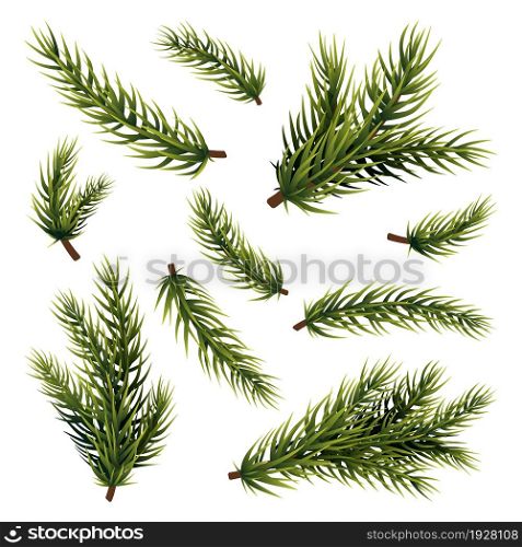 Green fir branches. Christmas tree branch, isolated pine plant. Xmas or new year decorations, realistic conifer or spruce forest vector elements. Illustration of branch fir realistic, decoration tree. Green fir branches. Christmas tree branch, isolated pine plant. Xmas or new year decorations, realistic conifer or spruce forest swanky vector elements