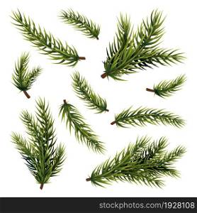 Green fir branches. Christmas tree branch, isolated pine plant. Xmas or new year decorations, realistic conifer or spruce forest vector elements. Illustration of branch fir realistic, decoration tree. Green fir branches. Christmas tree branch, isolated pine plant. Xmas or new year decorations, realistic conifer or spruce forest swanky vector elements
