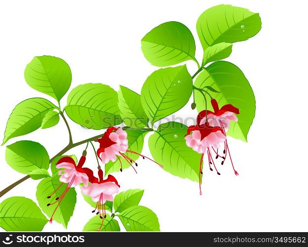 green flowering branch of tropical tree on a white background