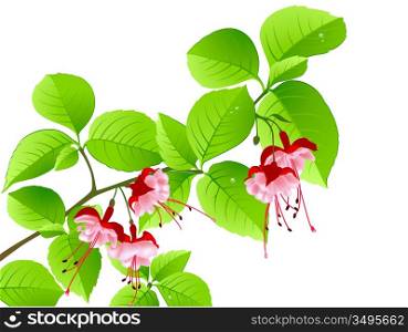 green flowering branch of tropical tree on a white background
