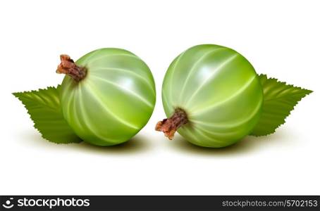 Green gooseberries with leaves. Vector