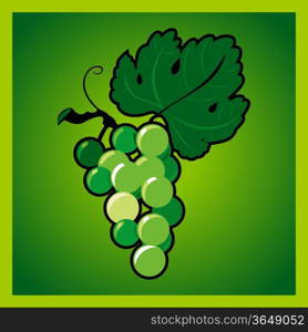 Green grape bunch. Vector illustration.