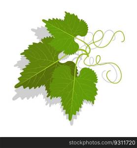 Green grape leaves with twirled tendrils. Wine making, gardening and agriculture. Cartoon vector isolated on white background