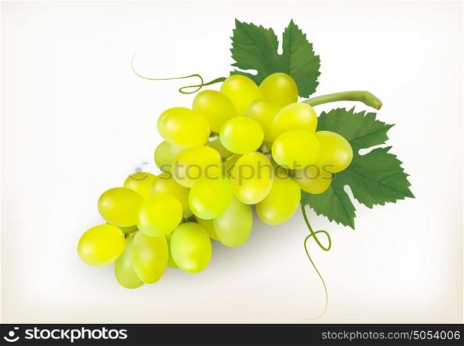 Green grapes fruit isolated on white background. Vector