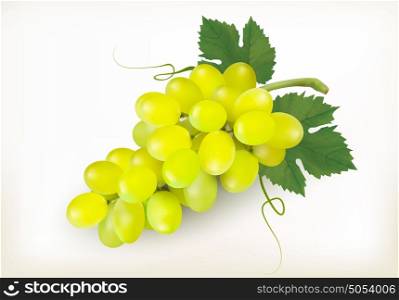 Green grapes fruit isolated on white background. Vector