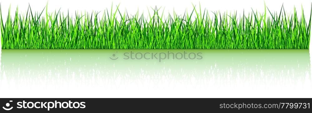 Green Grass Reflected
