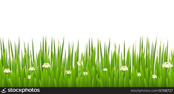 Green grass with blooming chamomiles isolated on white background. Nature. Spring. Vector illustration.