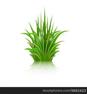 Green grass with reflection isolated on white background. Vector illustration.