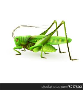 Green grasshopper centipede insect realistic on white background vector illustration