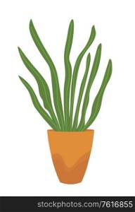 Green house plant in pot isolated on white. Vector home decorative element, herb or grass in flowerpot. Floral element with leaves in vase, houseplant. Green House Plant in Pot Isolated on White. Vector