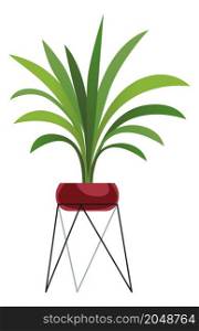 Green house plant on stand. Exotic long leaves flower isolated on white background. Green house plant on stand. Exotic long leaves flower