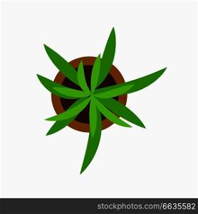 Green indoor plant with large wide leaves in brown round pot. Vector illustration of icon of home flower isolated on white background. Green Plant in Pot Icon Vector Illustration