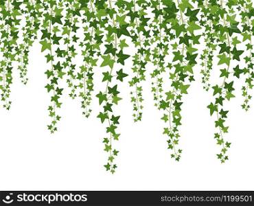 Green ivy. Hanging from above creepers with leaves, lush climbing plants garden decoration wall, nature growing hang branch for website banner vector background. Green ivy. Hanging from above creepers with leaves, lush climbing plants garden decoration wall, website banner vector background