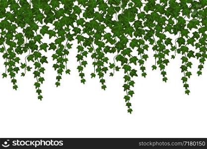 Green ivy wall climbing plant hanging from above. Garden decoration vector background. Illustration plant green leaf, foliage growing. Green ivy wall climbing plant hanging from above. Garden decoration vector background