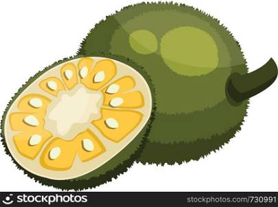 Green jackfruit cut in half vector illustration on white background.