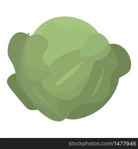 Green leaf cabbage icon. Isometric of green leaf cabbage vector icon for web design isolated on white background. Green leaf cabbage icon, isometric style