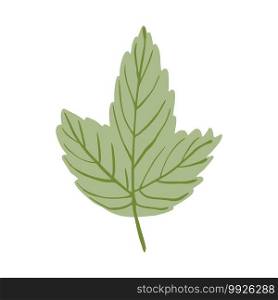 Green leaf isolated on white background. Beautiful hand drawn icon natural. Doodle vector illustration.. Green leaf isolated on white background. Beautiful hand drawn icon natural.