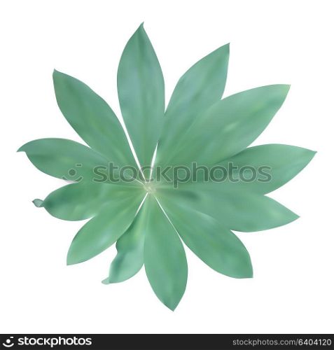 Green leaf Isolated on white background. Vector Illustration. EPS10. Green leaf Isolated on white background. Vector Illustration.