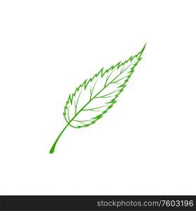 Green leaf isolated outline plant symbol. Vector botanical foliage, common ash greenery. Green ash isolated outline leaf