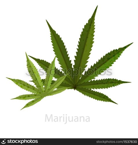 Green leaf of marijuana. A symbol of legal organic doping based on the substance of cannabis. Used for smoking and ingestion. Saturated herbal green color with a fashionable, modern design.. Green leaf of marijuana. A symbol of legal organic doping