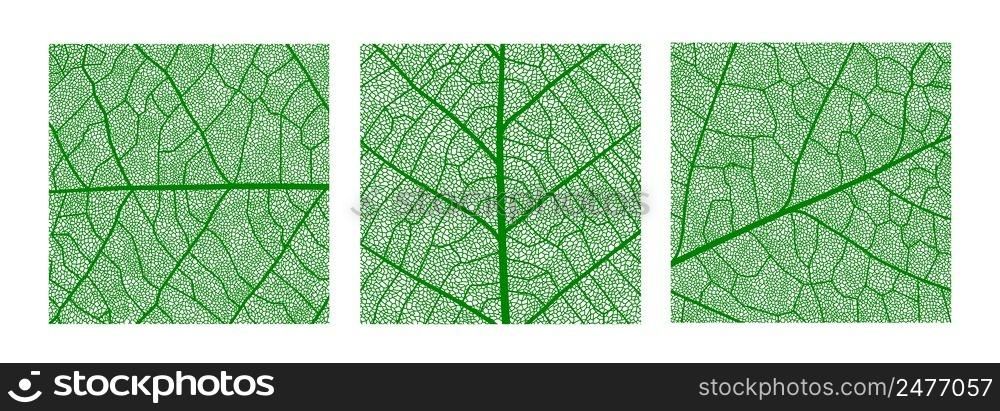 Green leaf texture pattern, leaf background with veins and cells, vector tree plant in macro closeup. Green leaf texture, nature and floral or palm leaf foliage, organic environment and ecology. Green leaf texture pattern, leaf with veins, cells