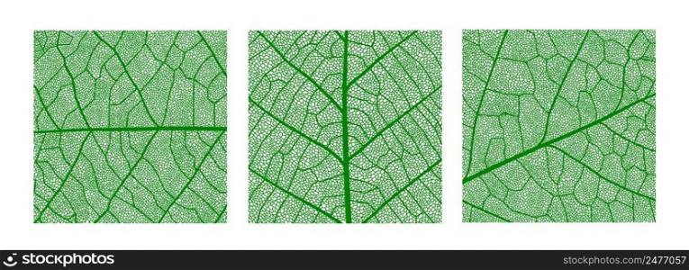 Green leaf texture pattern, leaf background with veins and cells, vector tree plant in macro closeup. Green leaf texture, nature and floral or palm leaf foliage, organic environment and ecology. Green leaf texture pattern, leaf with veins, cells