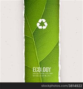 Green leaf texture under torn paper with recycling symbol. Vector, EPS10
