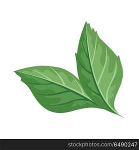 Green Leaf Vector Illustration in Flat Design. Green leaf vector illustration. Flat design. Spring flowering and autumn trees defoliation. For nature concepts, plant infographic, icons or web design. Gardening growing. Isolated on white background