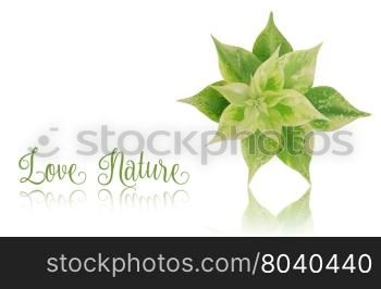 Green leaf with reflection on white background,love nature concept