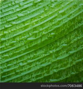 Green leaf with waterdrop. Green leaf with waterdrop, vector illlustration.