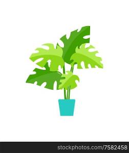 Green leafy houseplant in pot, flat tropical herb, fern with lush leaves, botanical symbol. Natural element for interior, seedling or sprout vector. Green Leafy Houseplant in Pot, Seedling Vector