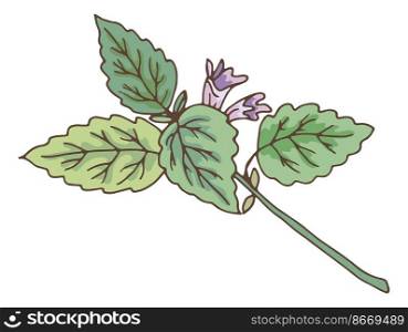 Green leaves branch with violet flower. Catnip botanical illustration isolated on white background. Green leaves branch with violet flower. Catnip botanical illustration