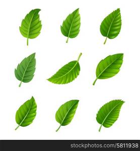 Green leaves decorative set. Various shapes and forms of green leaves set isolated vector illustration