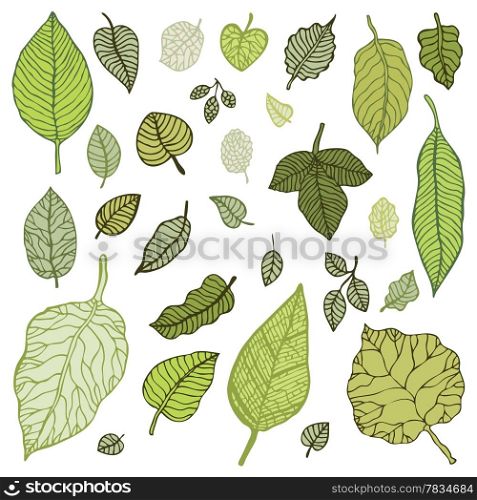 Green leaves, design elements set. Vector Illustration isolated.