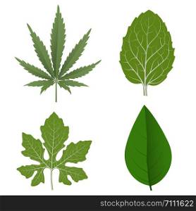 Green Leaves. leaf icon isolated on white background .Vector Illustration