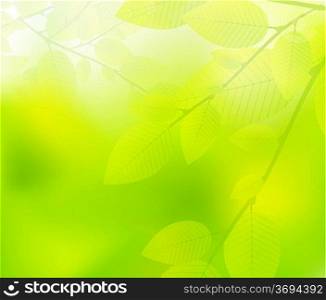 Green leaves nature design. Vector illustration