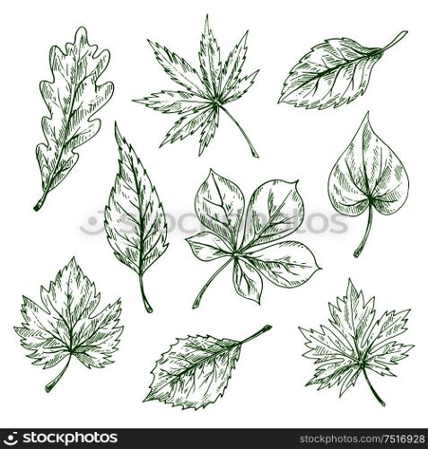 Green leaves of forest and garden trees vintage engraving sketches with foliage of oak, maple, chestnut, cherry, grape, birch, elm and lilac. Great for nature or ecology theme design. Green sketched leaves of forest and garden trees