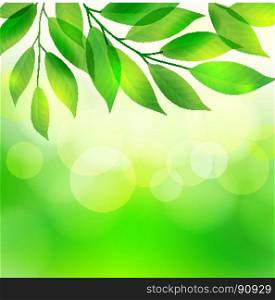 Green leaves on bokeh background. Green leaves on the bokeh background, vector illustration