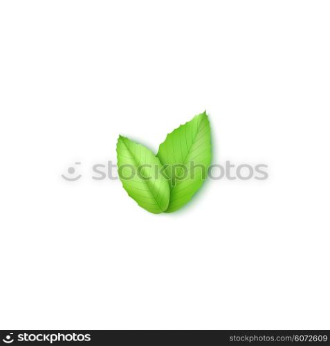 Green leaves on white. Element for your design. Green leaves on white. Element for your design.