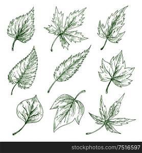 Green leaves sketches of maple and birch, elm, willow and sycamore trees. Nature, botany and ecology themes. Green tree leaves sketches set