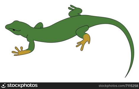 Green lizard, illustration, vector on white background.