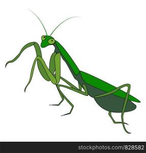 Green mantis, illustration, vector on white background.